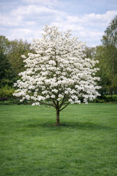 Magnolia Double Diamond використання